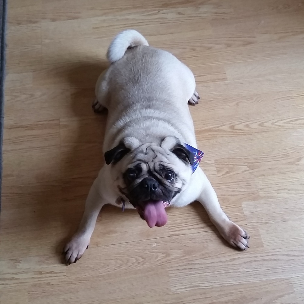 Meet your Posher, Reba!